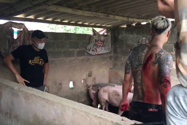 Xem phim Mê cung tập 17 full: Khám phá hậu trường Việt sói bị thương, trốn trong chuồng lợn